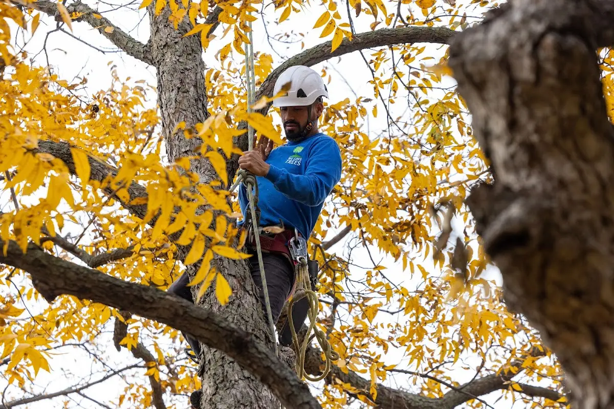 Skilled Tree Planting crew working in Wayland